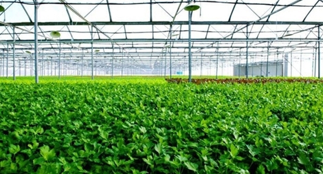 VinEco sẽ thu mua sản phẩm theo sản lượng đã cam kết