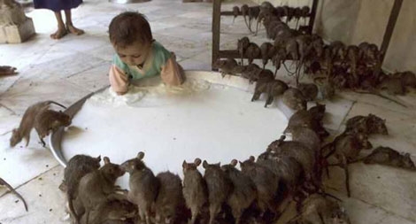 Pháp đóng cửa 5 công viên du lịch vì… chuột