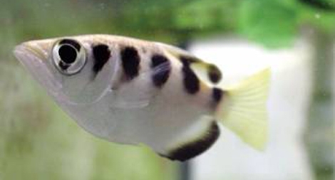 Cá nhận diện được mặt người