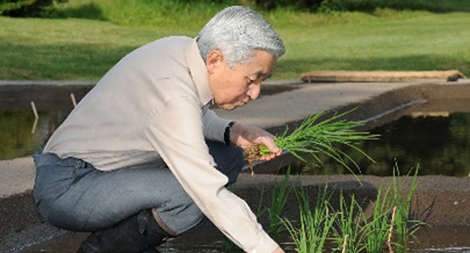 “Cá bống của Nhật Hoàng” tại Việt Nam