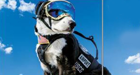 Cảnh khuyển đuổi chim ở phim trường