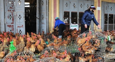 FAO khuyến nghị cần thường xuyên vệ sinh các chợ gia cầm