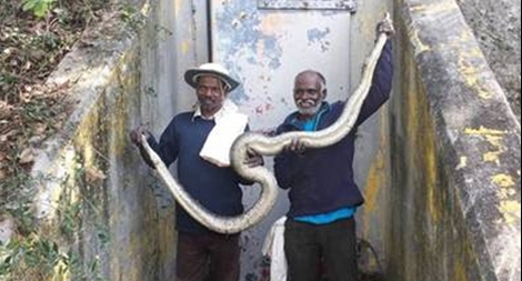 Một bộ tộc Ấn Độ săn bắt rắn khổng lồ ở Florida