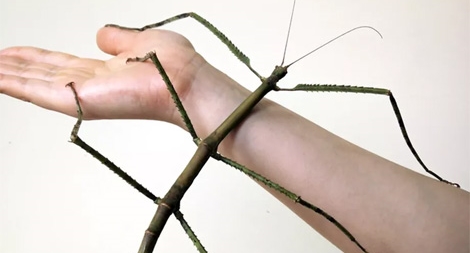 Loài côn trùng ngoại cỡ