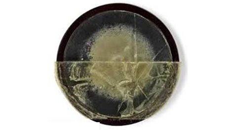 Bán đấu giá mẻ thuốc kháng sinh penicillin đầu tiên