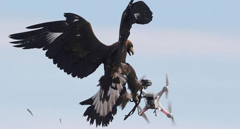 Pháp huấn luyện đại bàng săn bắt máy bay không người lái