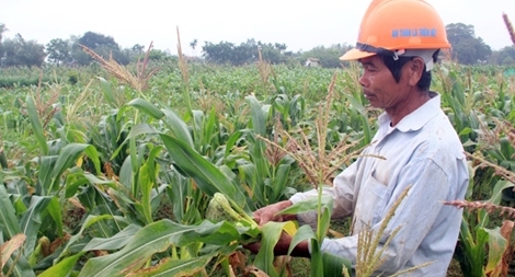 Nhiều nông dân phải phá bỏ ruộng ngô “đắng”