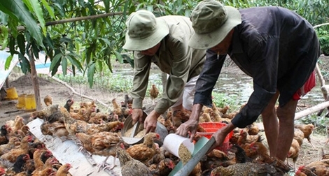 Lãnh quả chát đắng vì phát triển ngành chăn nuôi quá nóng vội