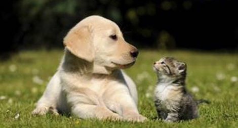 Phạt nặng hành vi tiêu thụ thịt chó, mèo