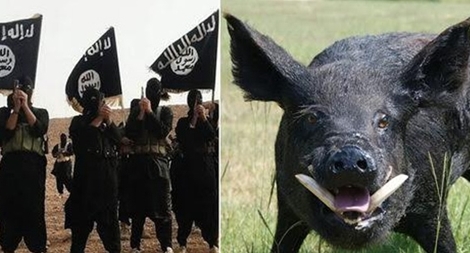 Đàn lợn rừng nổi điên giết hại 3 chiến binh IS