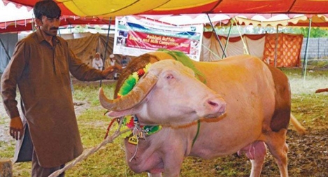 Thi hoa hậu bò ở Pakistan