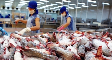 Tìm giải pháp phá “rào cản” đưa cá tra vào Mỹ
