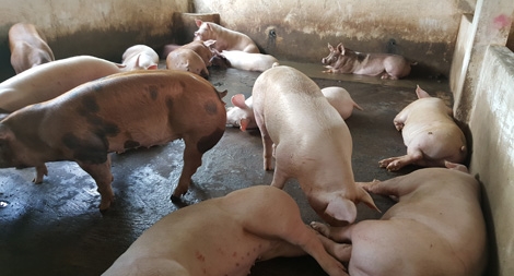 "Sóng ngầm" quanh chuyện con heo