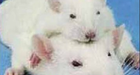 Nhà khoa học “điên” tạo ra chuột 2 đầu