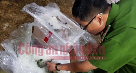Phát hiện một cơ sở ở Hà Nội bơm tạp chất vào tôm chết rồi tuồn ra tiệc cưới