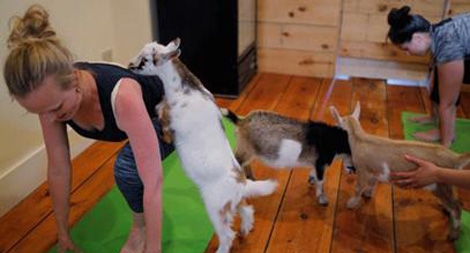 Tập yoga với... dê