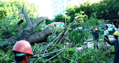 Cây cổ thụ bật gốc đổ sầm xuống đầu xe khách chạy trong thành phố