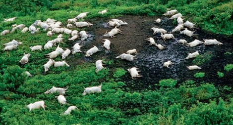 Thảm họa môi trường lớn nhất thế kỷ 20 - 1.746 người chết chỉ trong một đêm