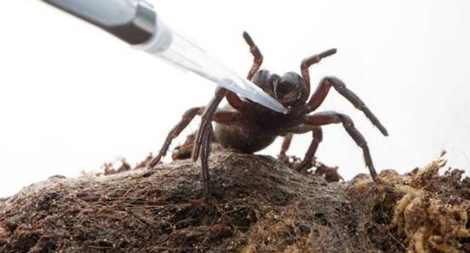 Hy vọng chữa đột quỵ từ nọc độc nhện