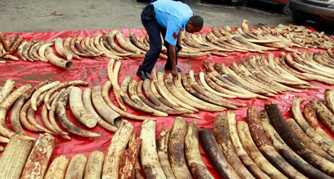 Cảnh báo việc sử dụng Darknet để buôn bán động vật hoang dã bất hợp pháp