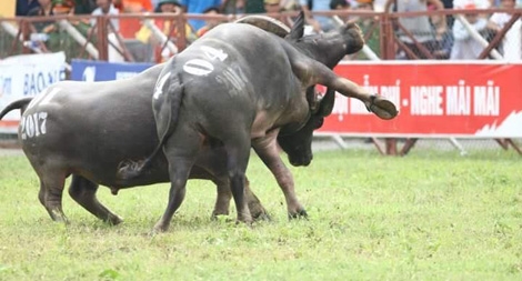 Ứng xử thế nào với lễ hội truyền thống cho phù hợp?