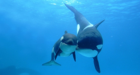 Phức tạp như… cảm xúc của động vật