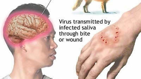 Tăng cường các biện pháp cấp bách phòng, chống bệnh dại