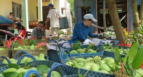 Trái cây đồng bằng sông Cửu Long: Nâng chất để xuất ngoại