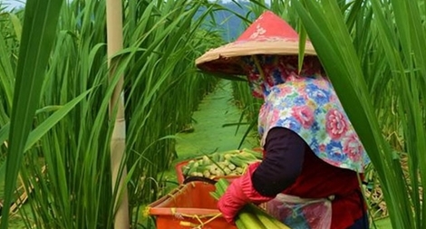 Thực vật “lạ” ở Sóc Trăng là niễng - tre nước Đài Loan