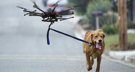 Máy bay không người lái dắt thú cưng đi dạo