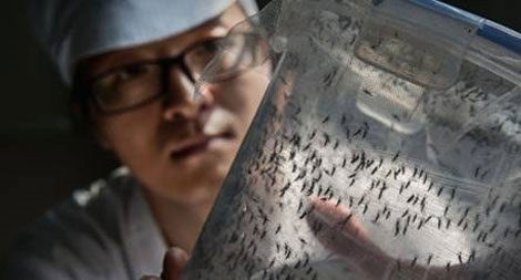 Bên trong “nhà máy muỗi” khổng lồ