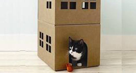 Thuê mèo xông đất nhà mới