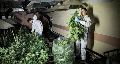 Hầm tránh bom hạt nhân biến thành... trang trại trồng cần sa trái phép