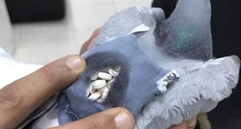 Bồ câu chuyển ma túy