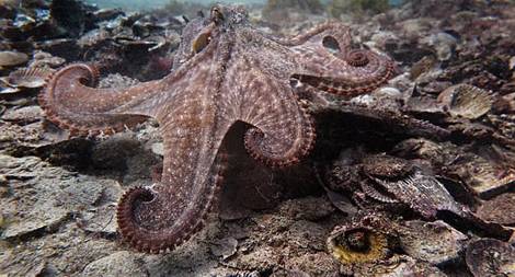 Phát hiện  "thành phố" ở dưới biển do "kỹ sư bạch tuộc" xây dựng