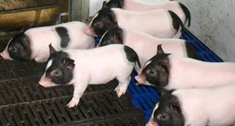 Chèn gene chuột vào lợn tạo ra giống siêu nạc