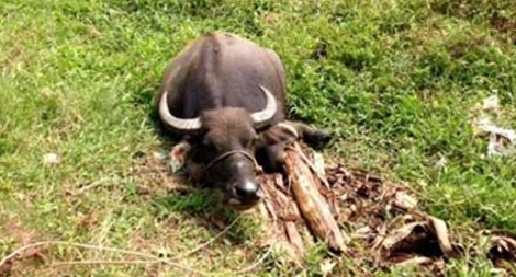 Gần chục con trâu của một gia đình bị kẻ gian cắt đứt gân