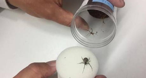 Nuôi nhện độc phục vụ nghiên cứu khoa học