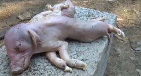 Lợn 2 thân 1 đầu