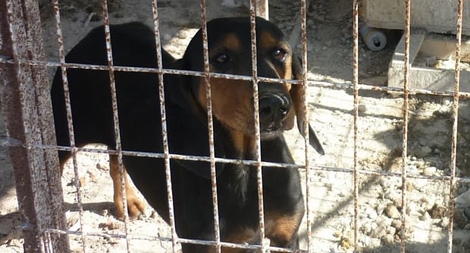 Síp: Sôi sục chuyện bảo vệ động vật