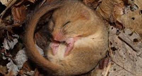 Loài vật có giấc ngủ kỷ lục