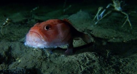 Cá đi bộ bằng vây ở biển sâu 3,1 km