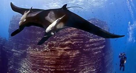 Công viên khổng lồ bảo vệ sinh vật biển