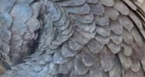 Phát hiện, thu giữ hơn 200 kg nghi vẩy tê tê