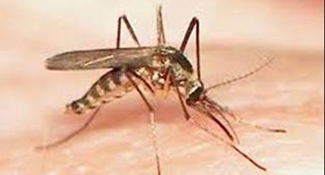 Những phát hiện thú vị về muỗi