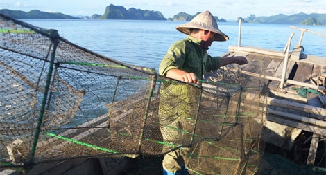 Kiên quyết xử lý ngư dân khai thác thủy sản bằng “lồng bát quái”