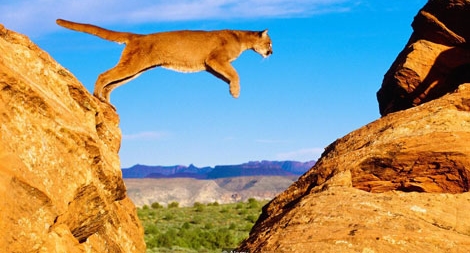 Thách thức khi sống chung với sư tử núi