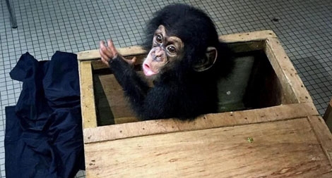 Điều tra nạn buôn tinh tinh con toàn cầu