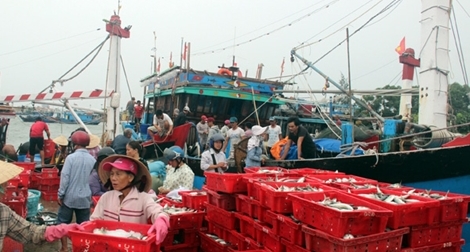 Ngư dân miền Trung trúng “lộc biển” cuối năm