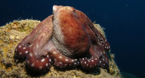 Những câu chuyện về biển cả nổi tiếng thế giới năm 2017